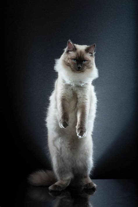 Standing cat with sassy expression