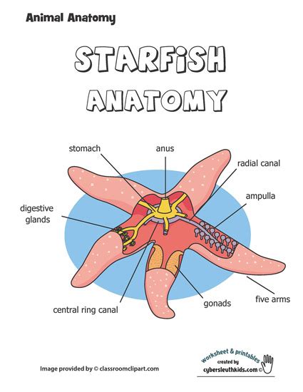 Starfish Anatomy Diagram for Kids