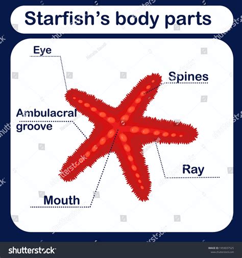 Starfish Body Parts Labeling Template for Educational Settings