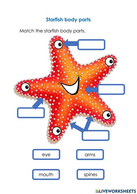 Starfish Body Parts Labeling Template for Educational Settings