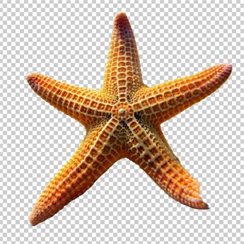 Starfish Habitat Template for Educational Projects