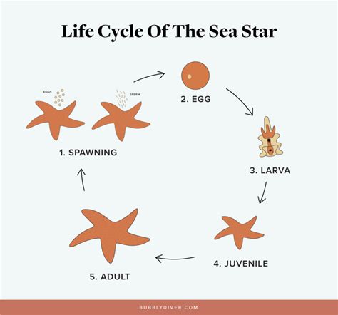 Starfish Life Cycle Diagram for Educational Settings