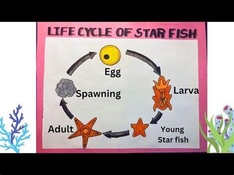 Starfish Life Cycle Diagram Template for Educational Settings