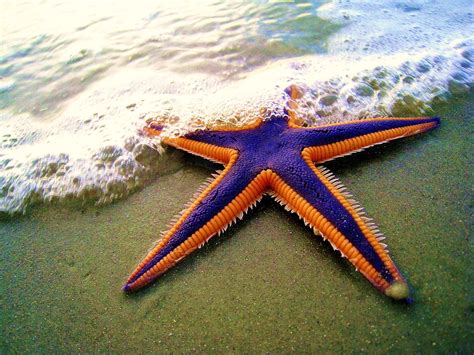 Starfish on the beach