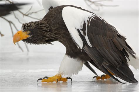 Steller's Sea Eagle Perched