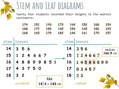 Stem and Leaf Applications