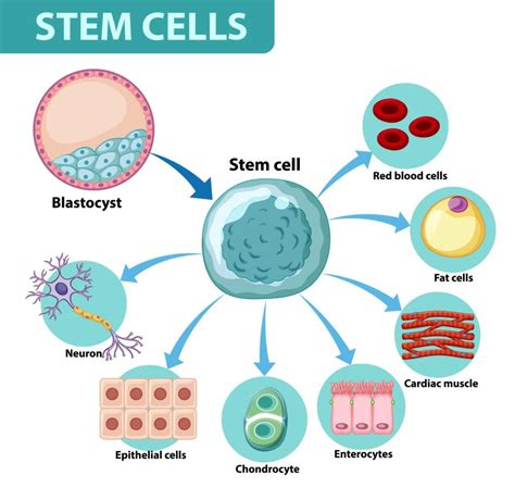 Stem Cell Biology Research