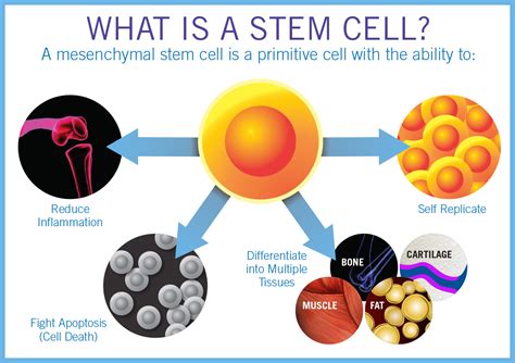 Stem Cell Therapy in Meningitis Supportive Therapy