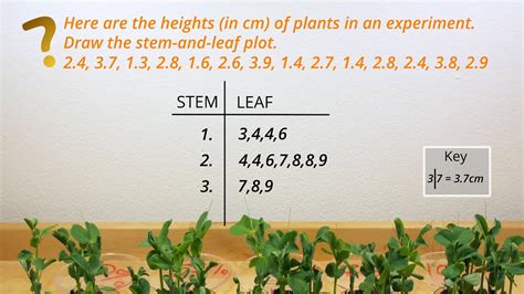 Stem and Leaf Chart Example 7