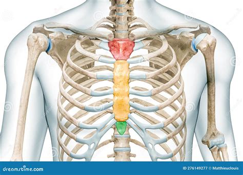 A close-up view of the sternum, highlighting its structure and function