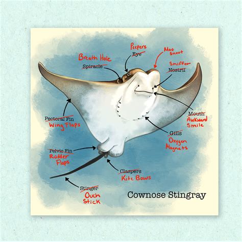 Stingray anatomy