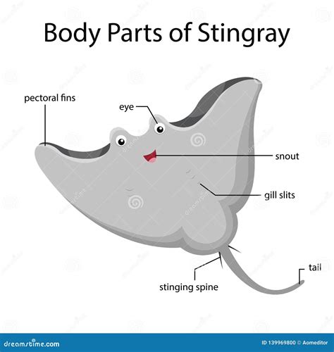 Refining the body shape of a stingray