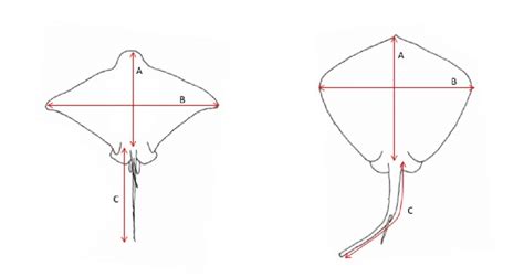 Sketching the body shape of a stingray