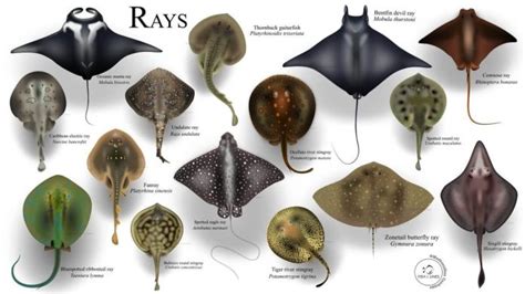 Stingray body shape