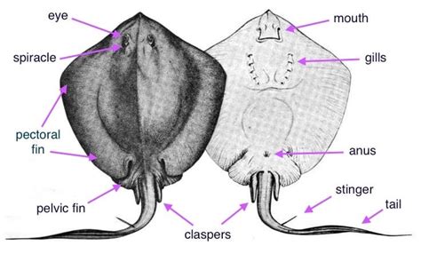 Adding the fins and tail of a stingray