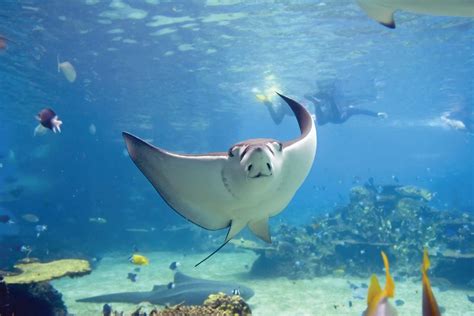 Stingray habitat