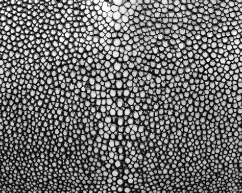 Stingray texture