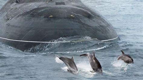 US Navy Submarine Dolphins