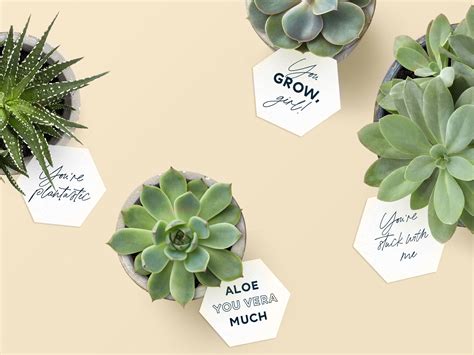 Succulent gift tag designs with colors