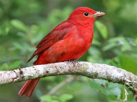 Summer Tanager perched on a tree branch