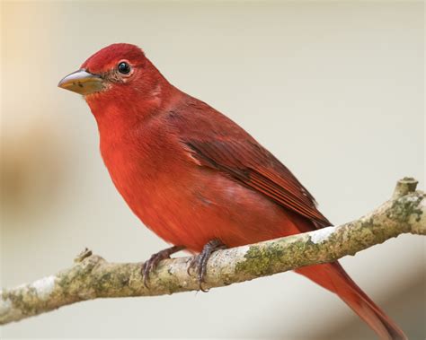 Summer Tanager habitat