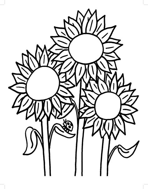 Sunflower coloring page