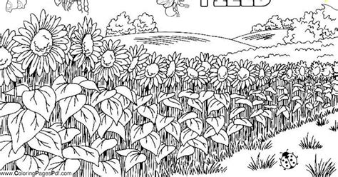 Sunflower Field Coloring Sheet