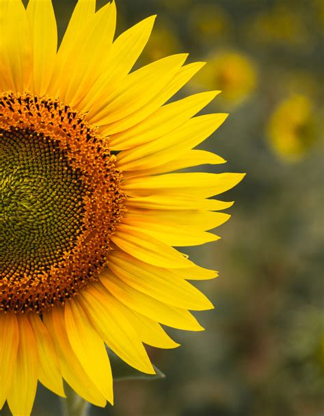 Sunflower Portrait