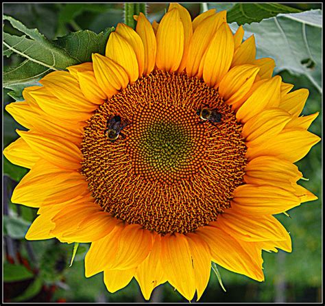 Sunflower smile