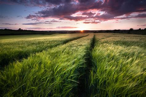 The sensory experience of walking through barley fields at sunset