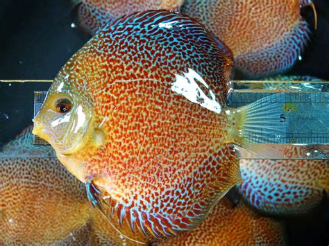 Super Blue discus