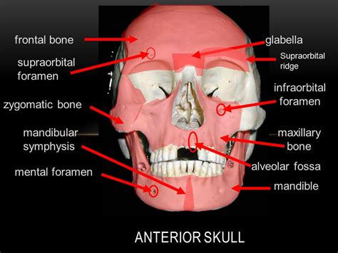 Supraorbital Ridge Image