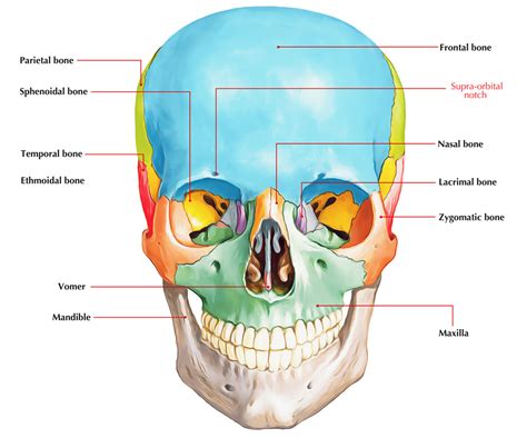 Supraorbital Ridge Anatomy