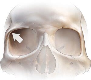 Supraorbital Ridge Evolution