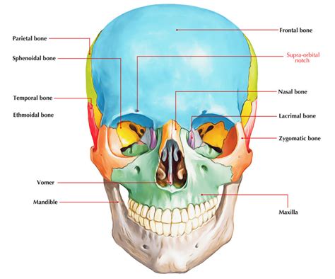 Supraorbital Ridge Facial Structure