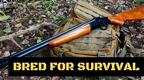 Assault rifle in a survival scenario