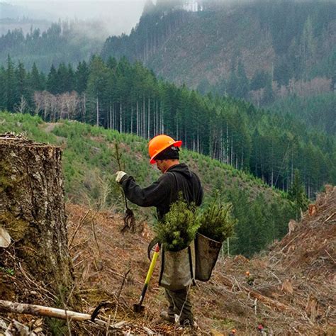 Description of Sustainable forestry practices