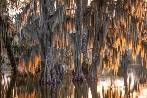 Great Dismal Swamp at Sunset