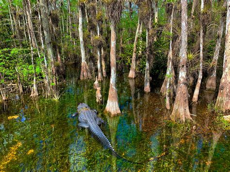 Swamp Biodiversity