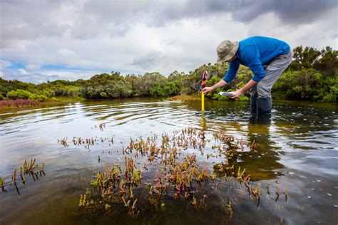 Swamp Restoration