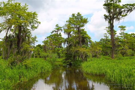 Swamp Scene