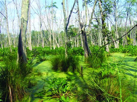 Swamp Vegetation