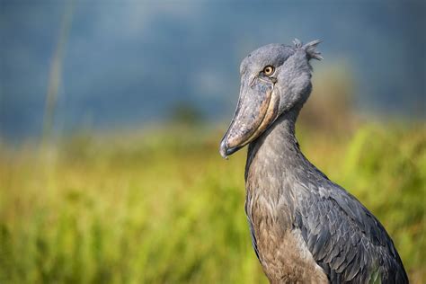 Swamp Wildlife