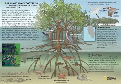 Swampland ecosystem biodiversity image