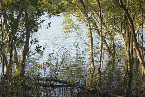 Swampland ecosystem management image