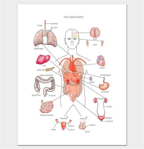 System-Specific Human Body Outline Printable Template