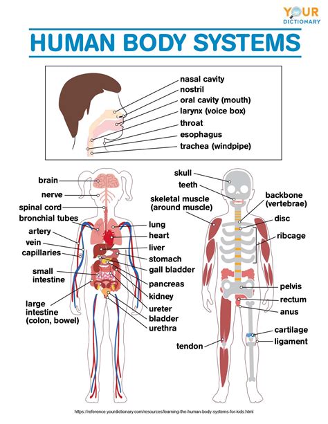 Systems of the Human Body