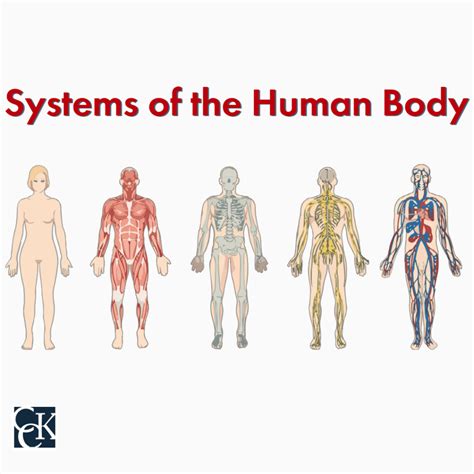 Systems of the Human Body