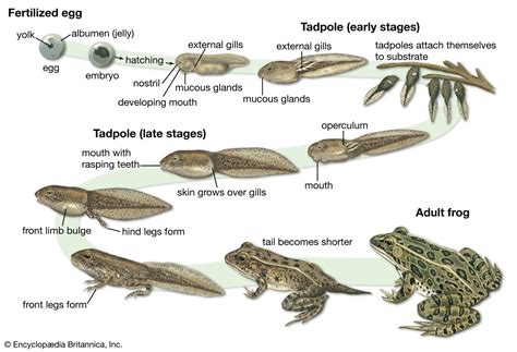 Tadpole development