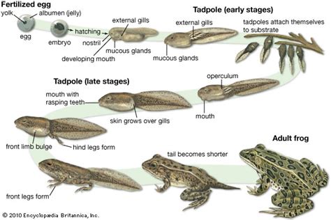 Tadpole growth stages